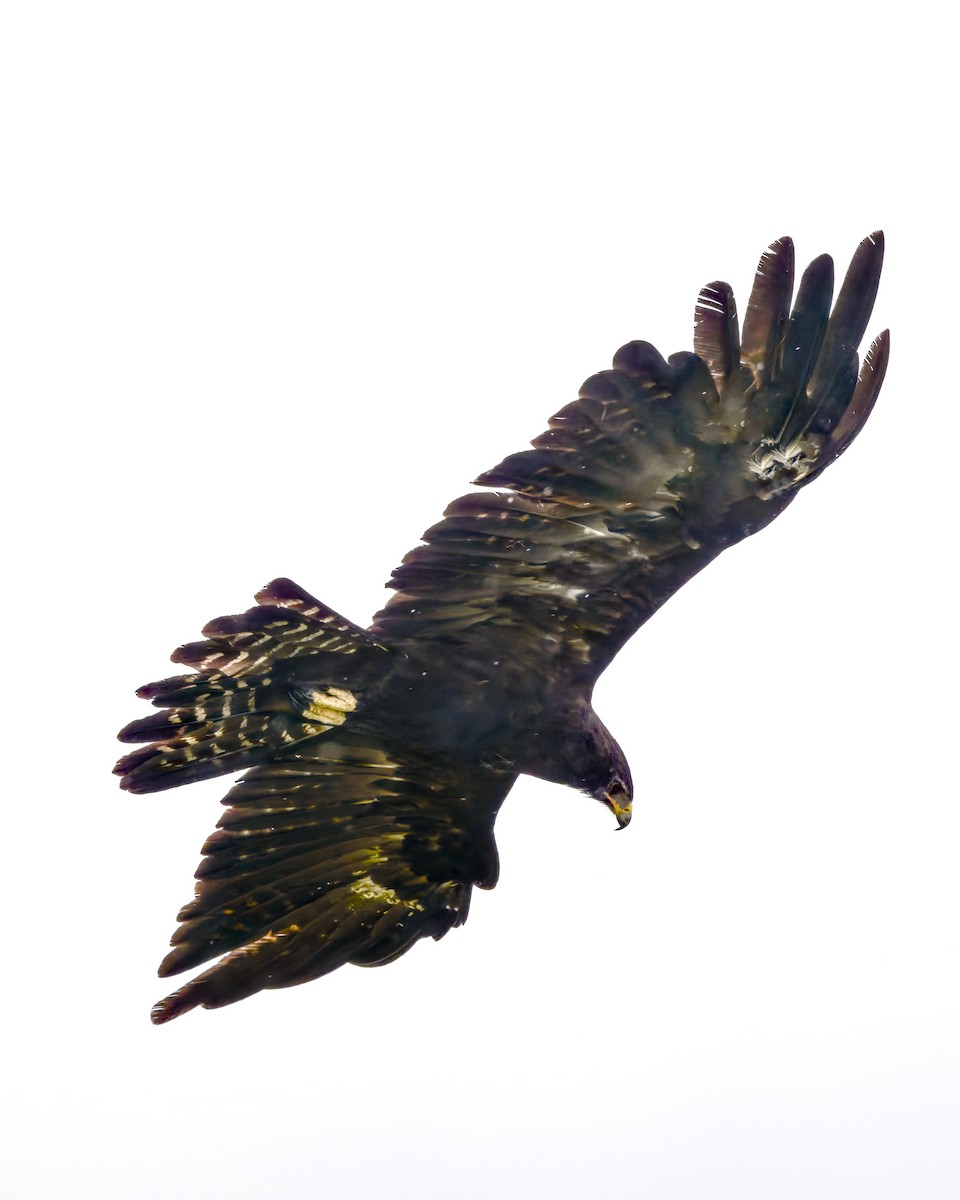 Black Eagle - ML637594749