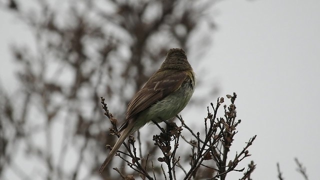 Western Flycatcher - ML637594757