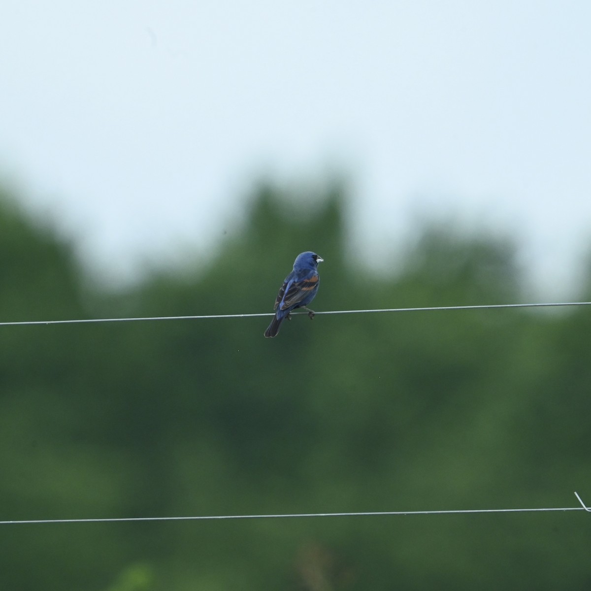 Blue Grosbeak - ML637594782