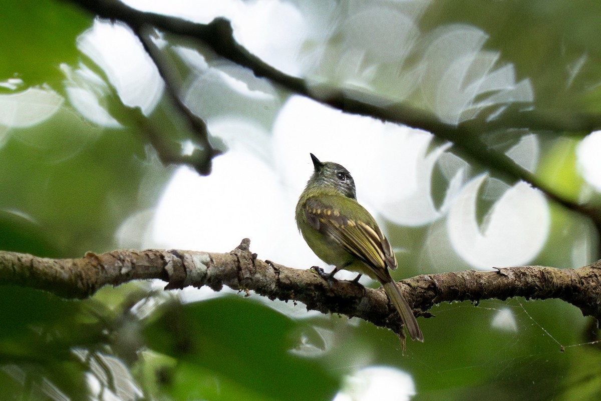 Titirijí Ojiblanco - ML637594790