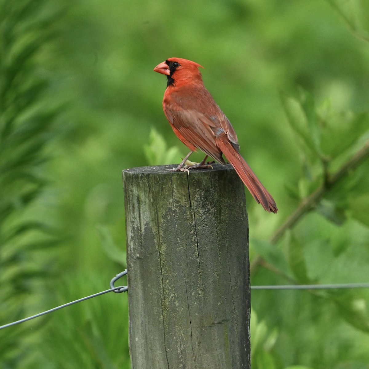 Northern Cardinal - ML637594796