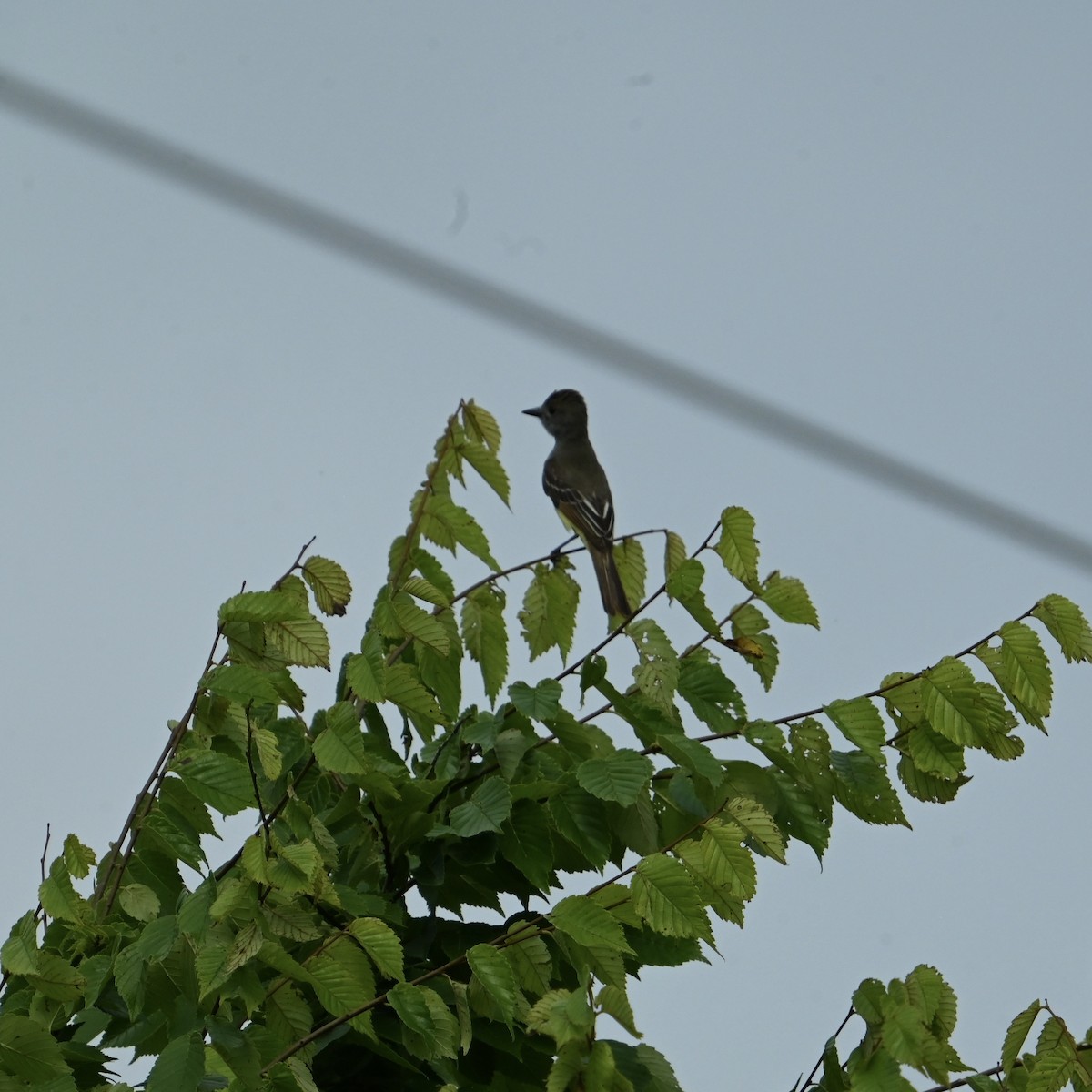 Great Crested Flycatcher - ML637594813
