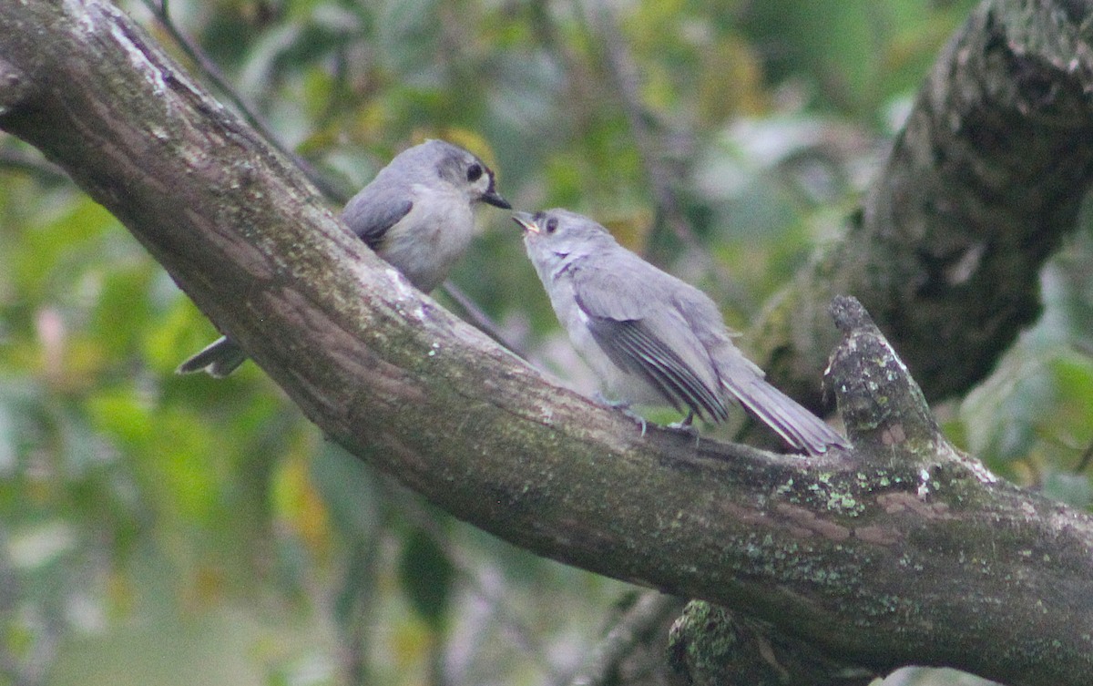 Tufted Titmouse - ML637594823