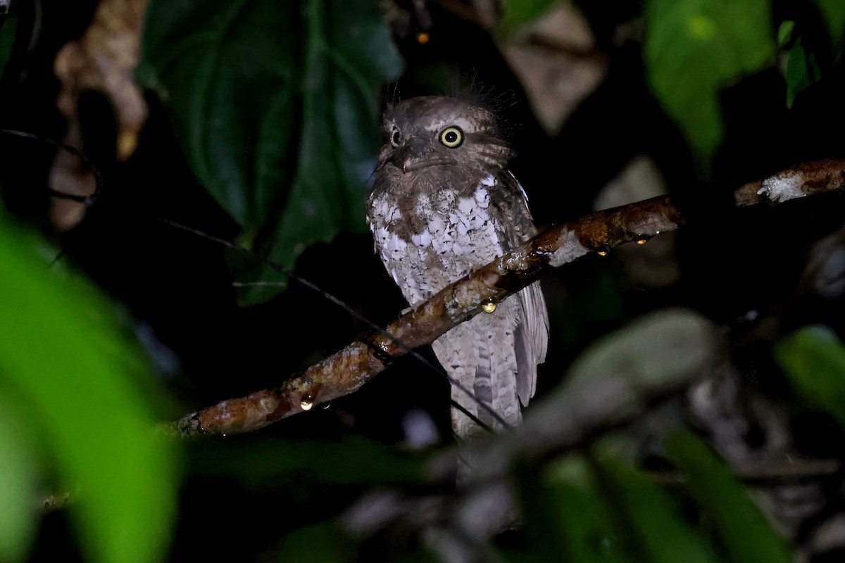 Palawan Frogmouth - ML637594859