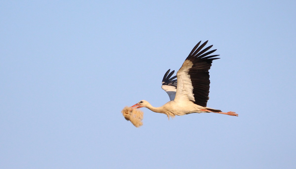 stork - ML637594869