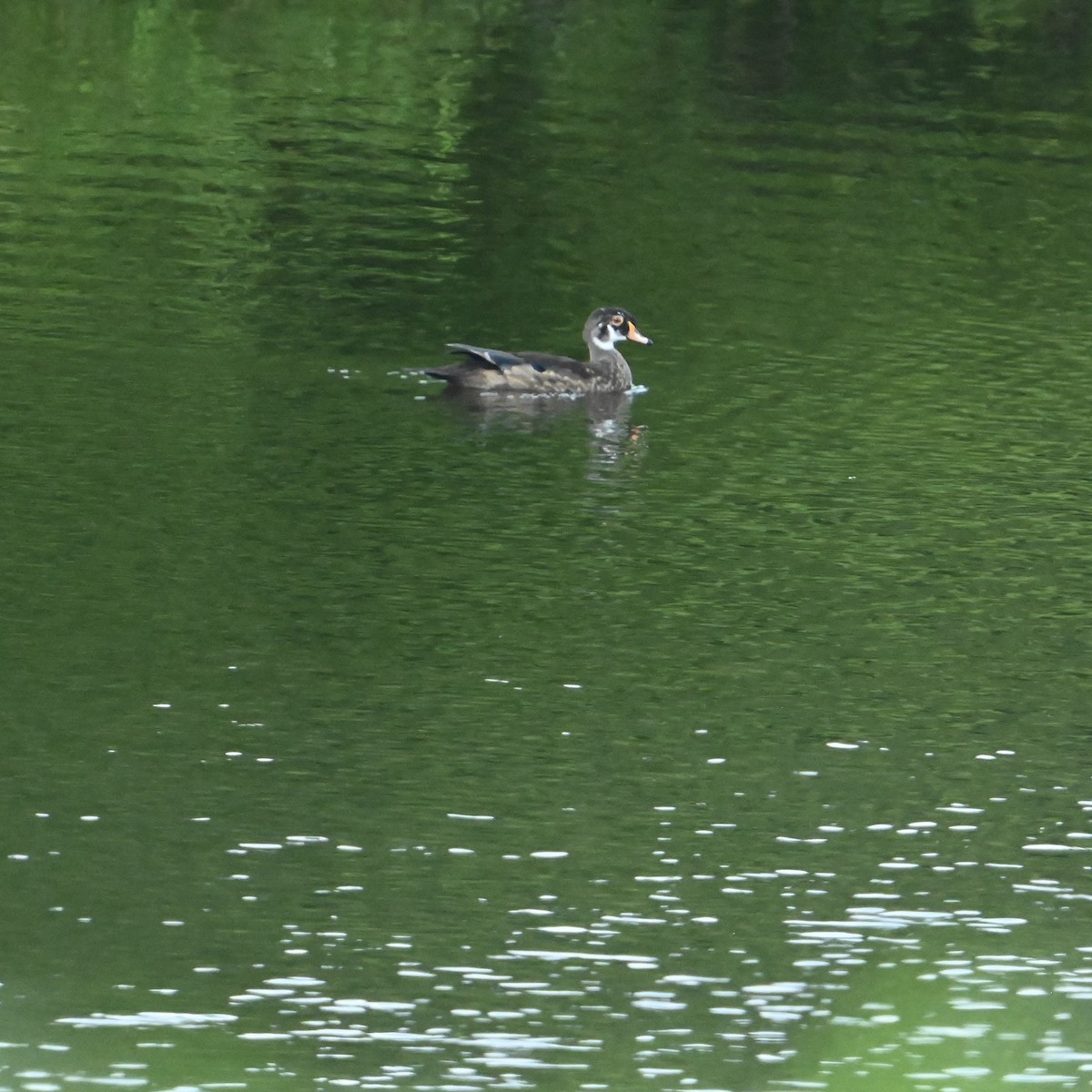 Wood Duck - ML637594892