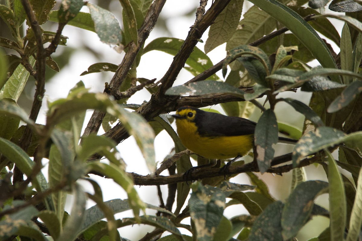 Spectacled Redstart - ML637594899