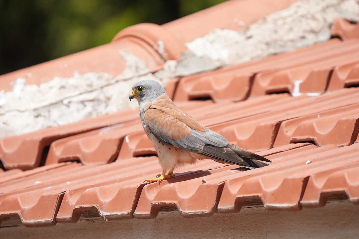 Lesser Kestrel - ML637594900