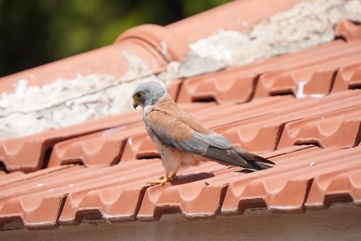 Lesser Kestrel - ML637594901