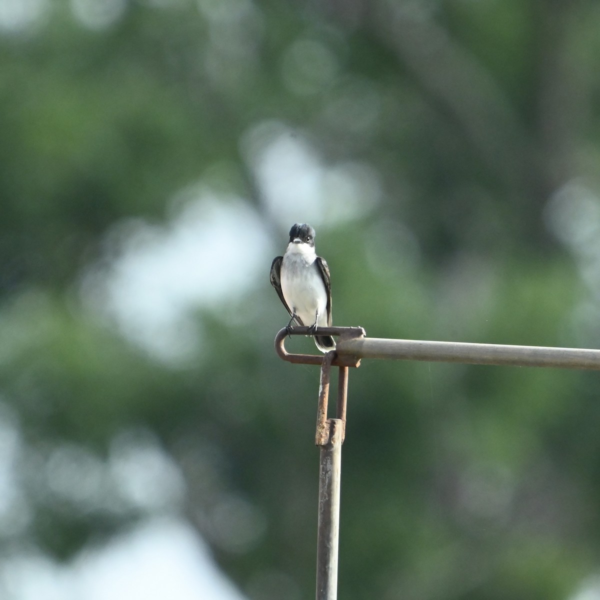 Eastern Kingbird - ML637594902