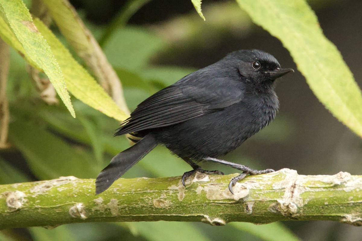 Black Flowerpiercer - ML637594917