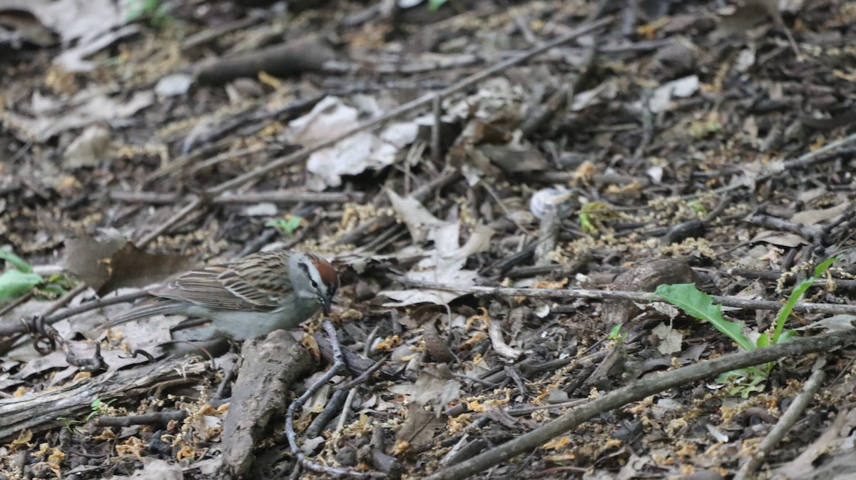 Chipping Sparrow - ML637594919