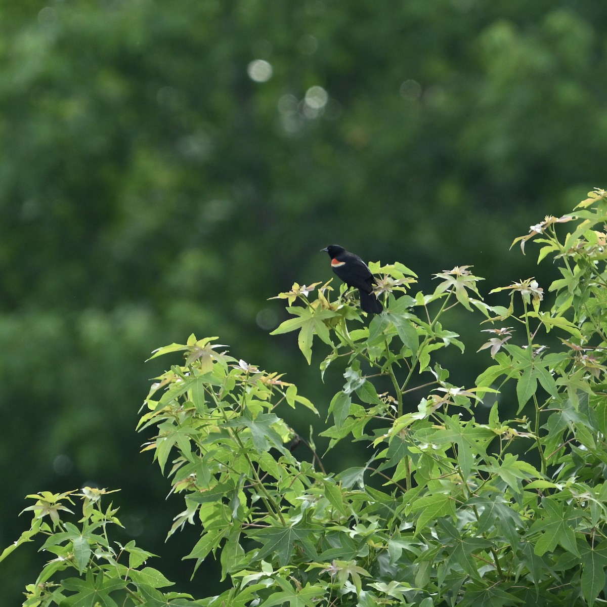 Red-winged Blackbird - ML637594923