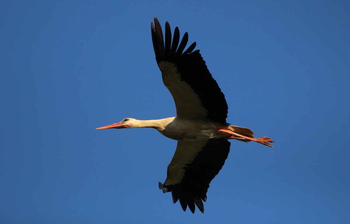 stork - ML637594980