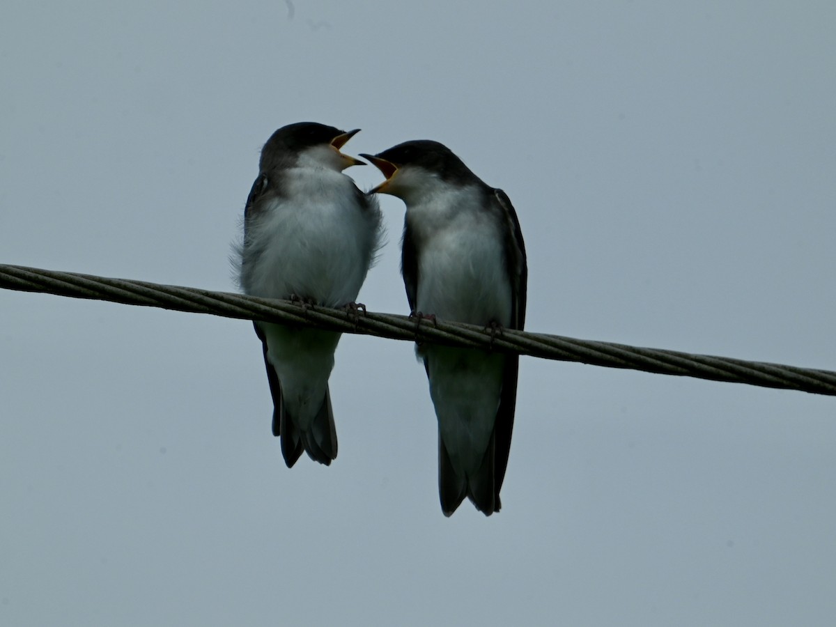 Tree Swallow - ML637594981