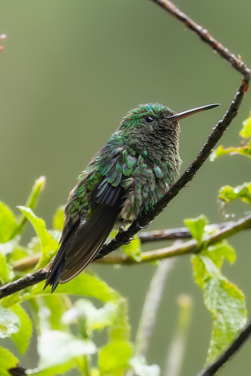 Western Emerald - ML637594991