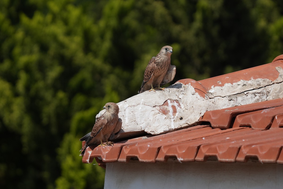 Lesser Kestrel - ML637594992