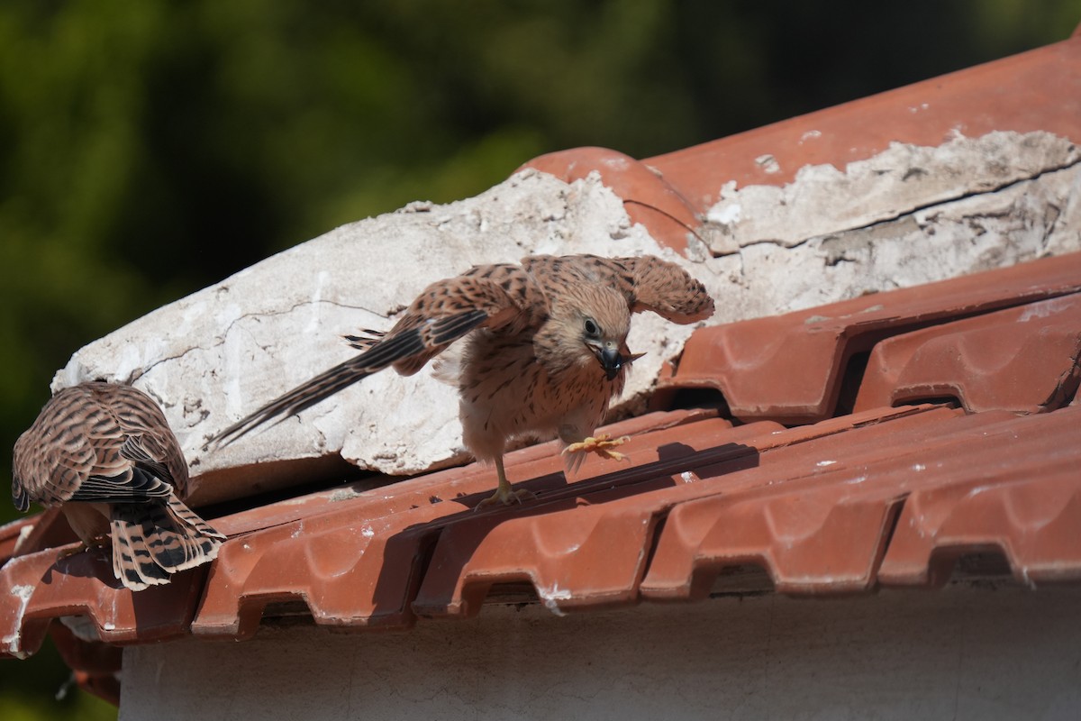 Lesser Kestrel - ML637594993