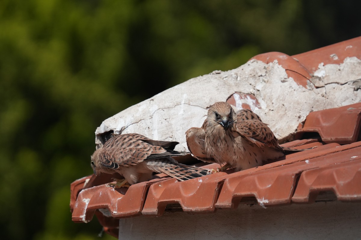 Lesser Kestrel - ML637595012