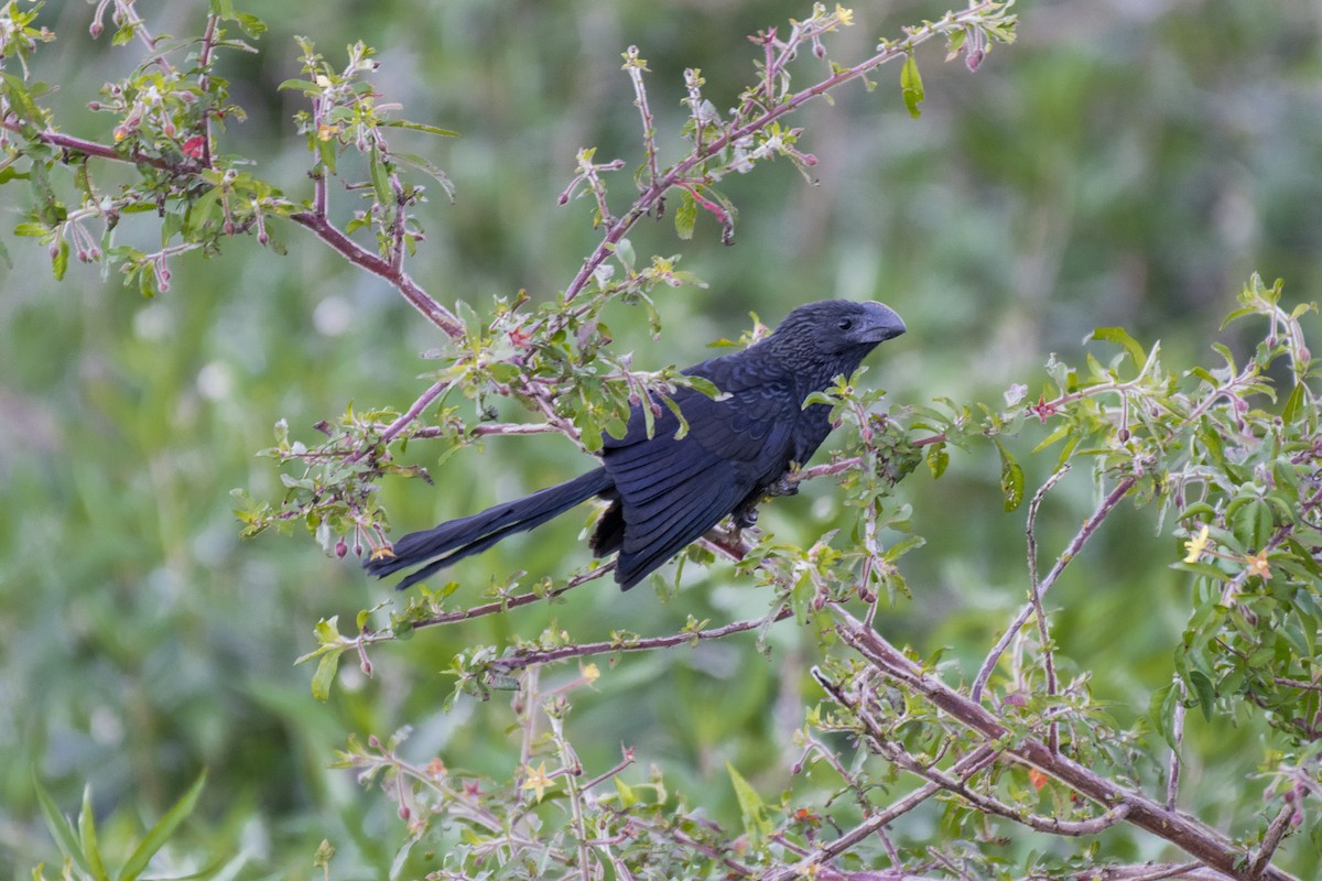 Smooth-billed Ani - ML637595022