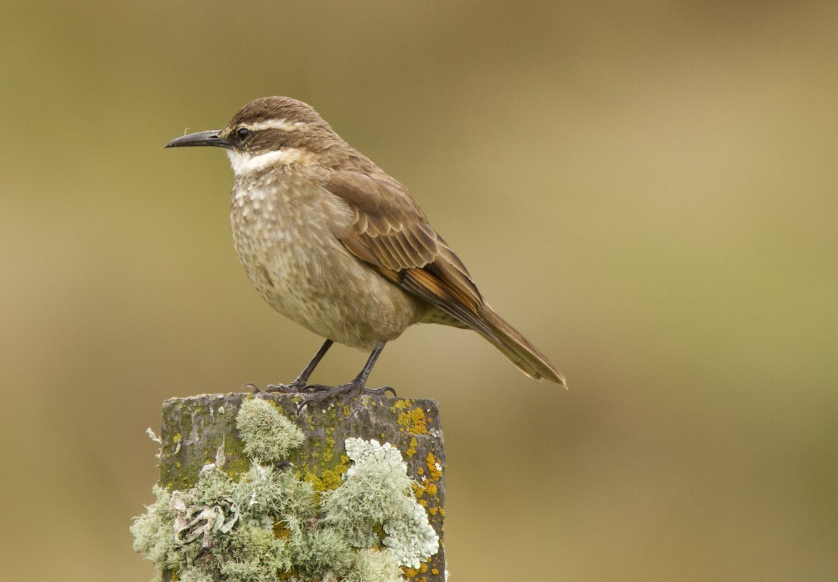 Stout-billed Cinclodes - ML637595061