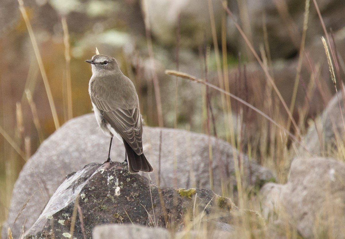 Plain-capped Ground-Tyrant - ML637595069