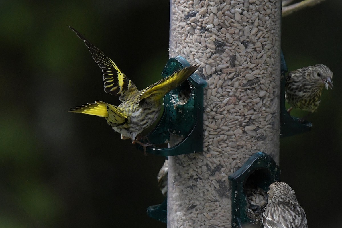 Pine Siskin (green morph) - ML637595071