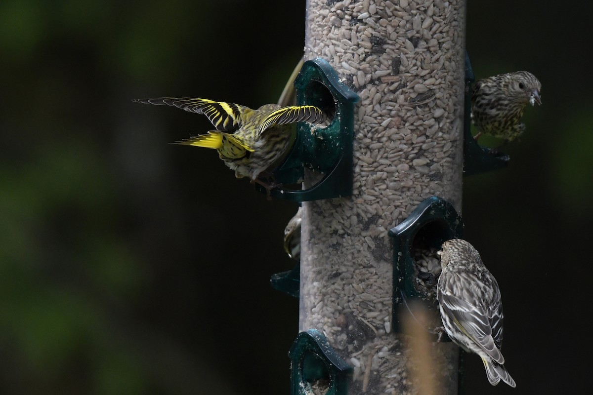Pine Siskin (green morph) - ML637595072