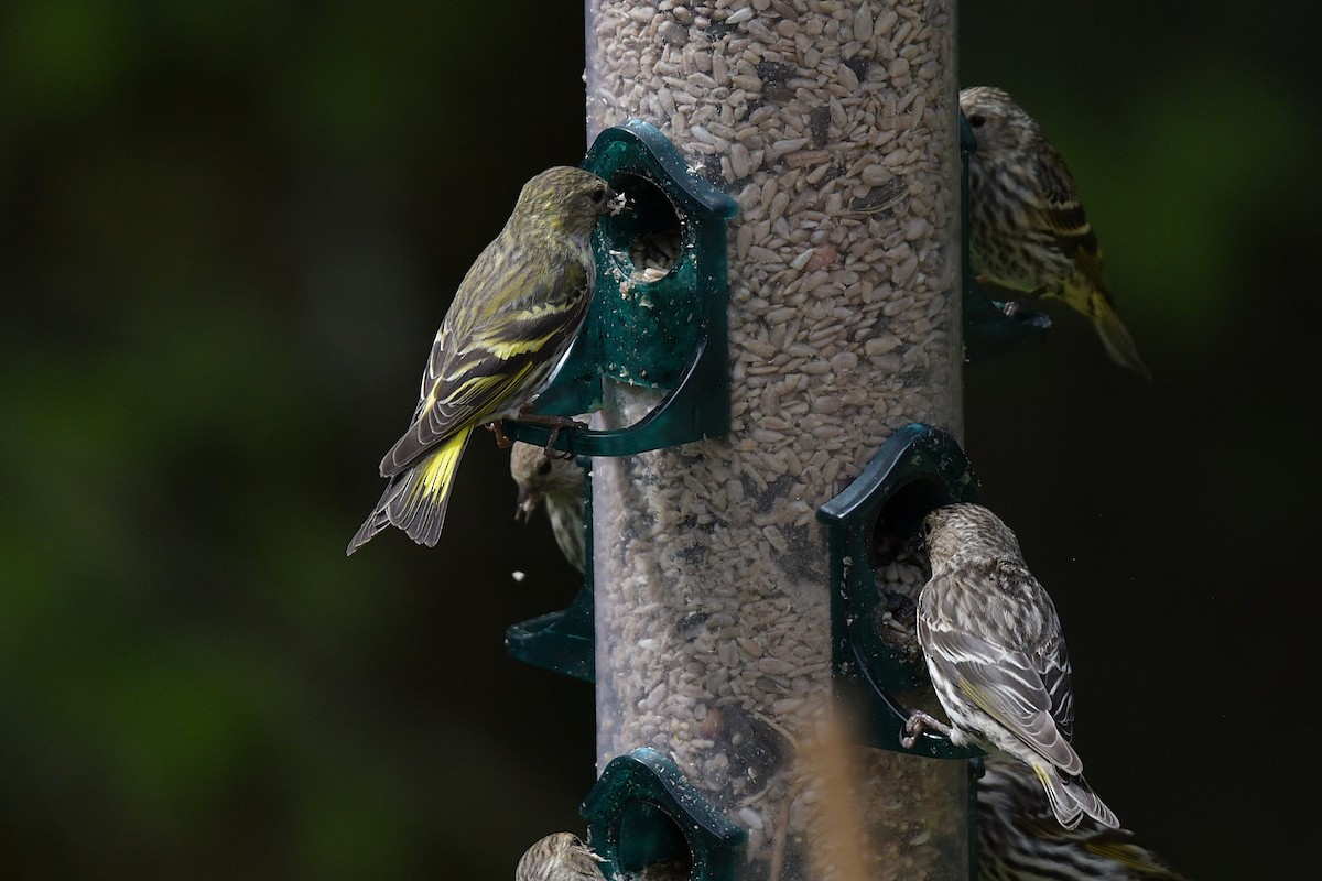 Pine Siskin (green morph) - ML637595073