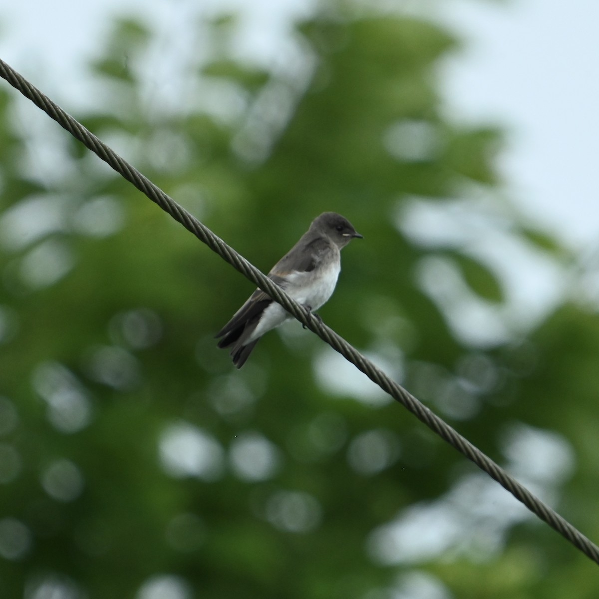 Northern Rough-winged Swallow - ML637595076