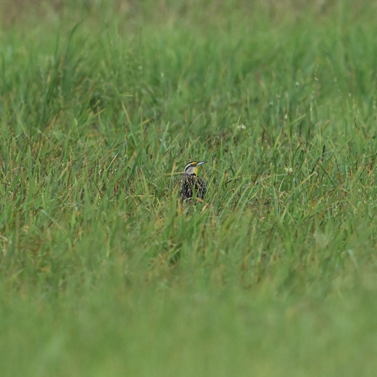 Eastern Meadowlark - ML637595107