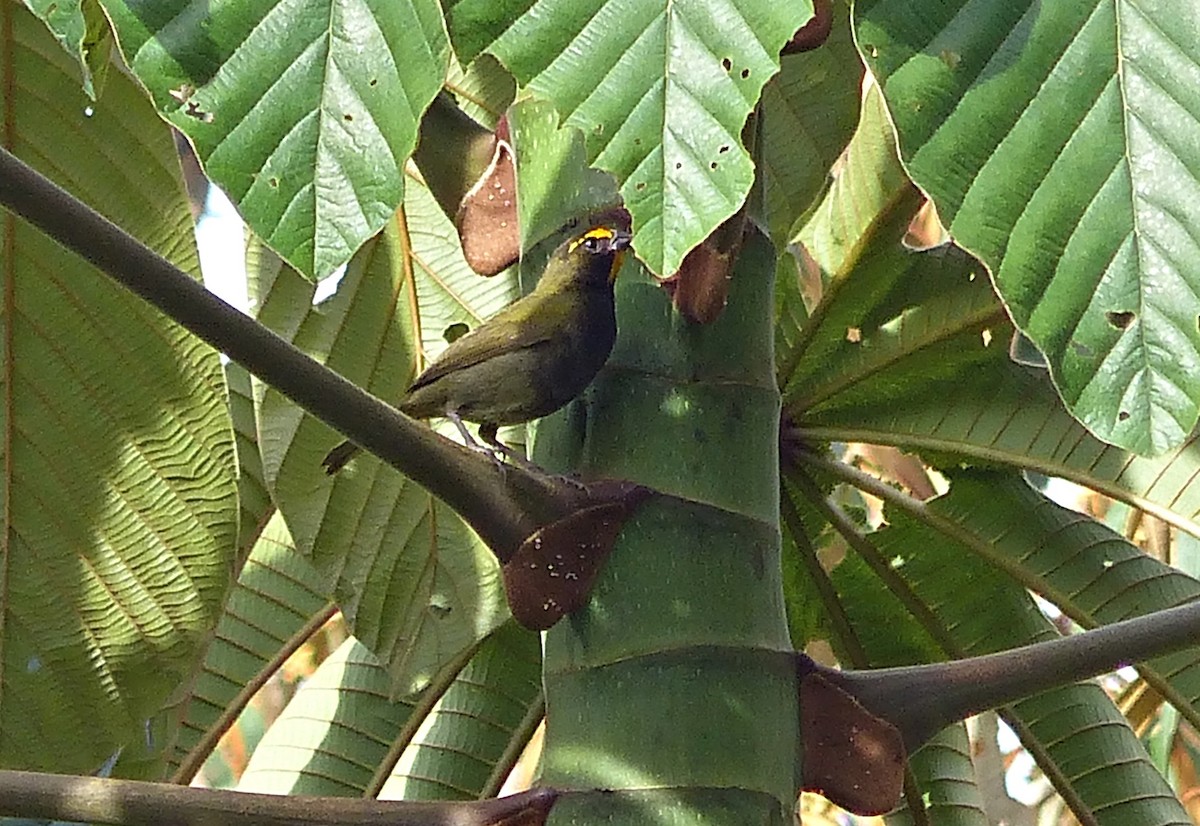 Yellow-faced Grassquit - ML637595114
