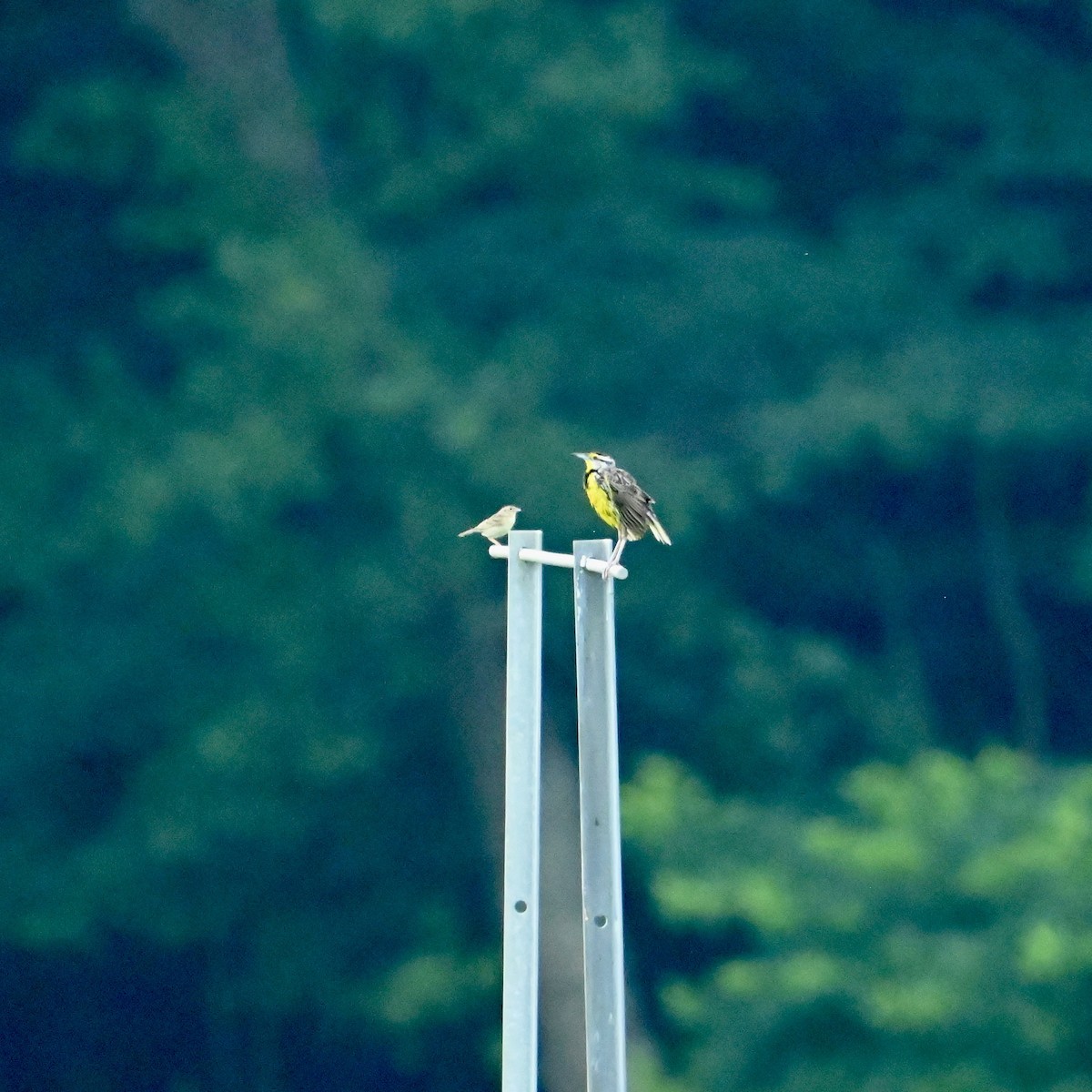 Eastern Meadowlark - ML637595118