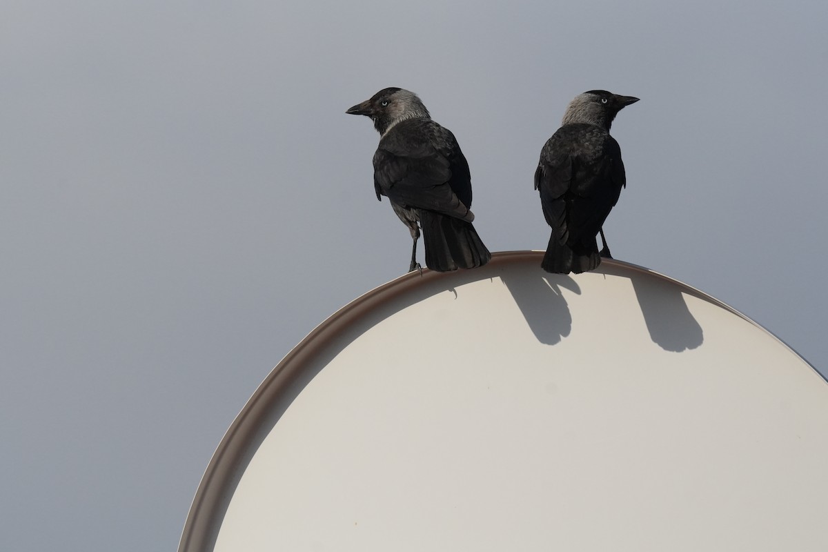 Eurasian Jackdaw - ML637595143