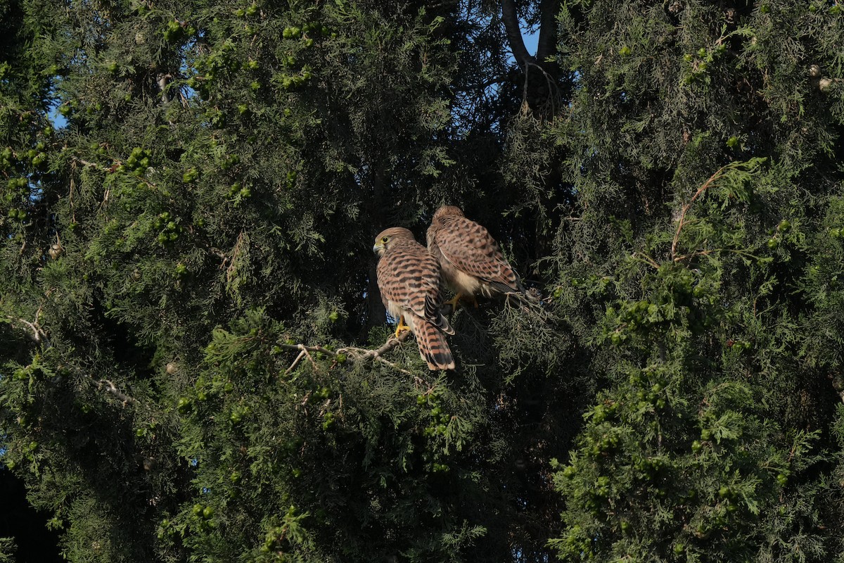 Eurasian Kestrel (Eurasian) - ML637595164