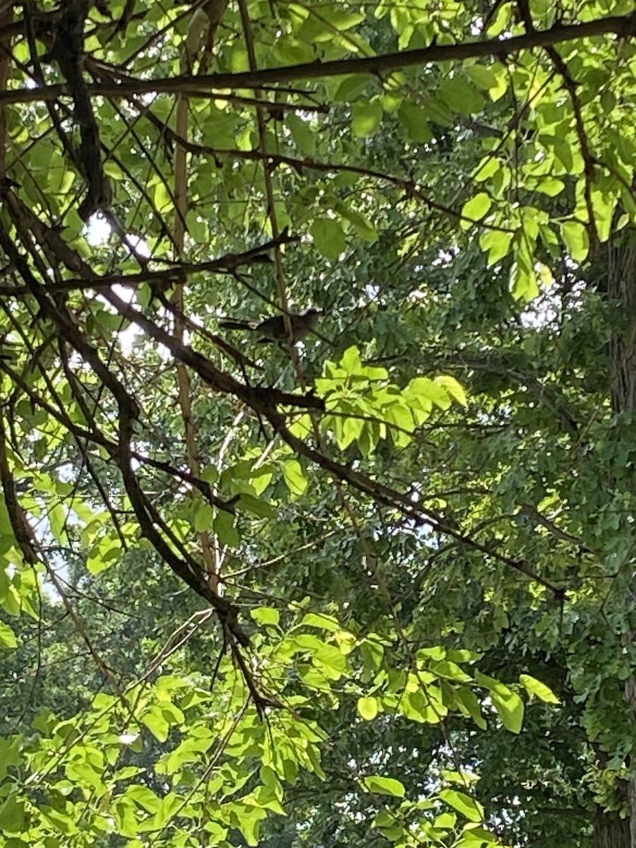 Gray Catbird - ML637595176