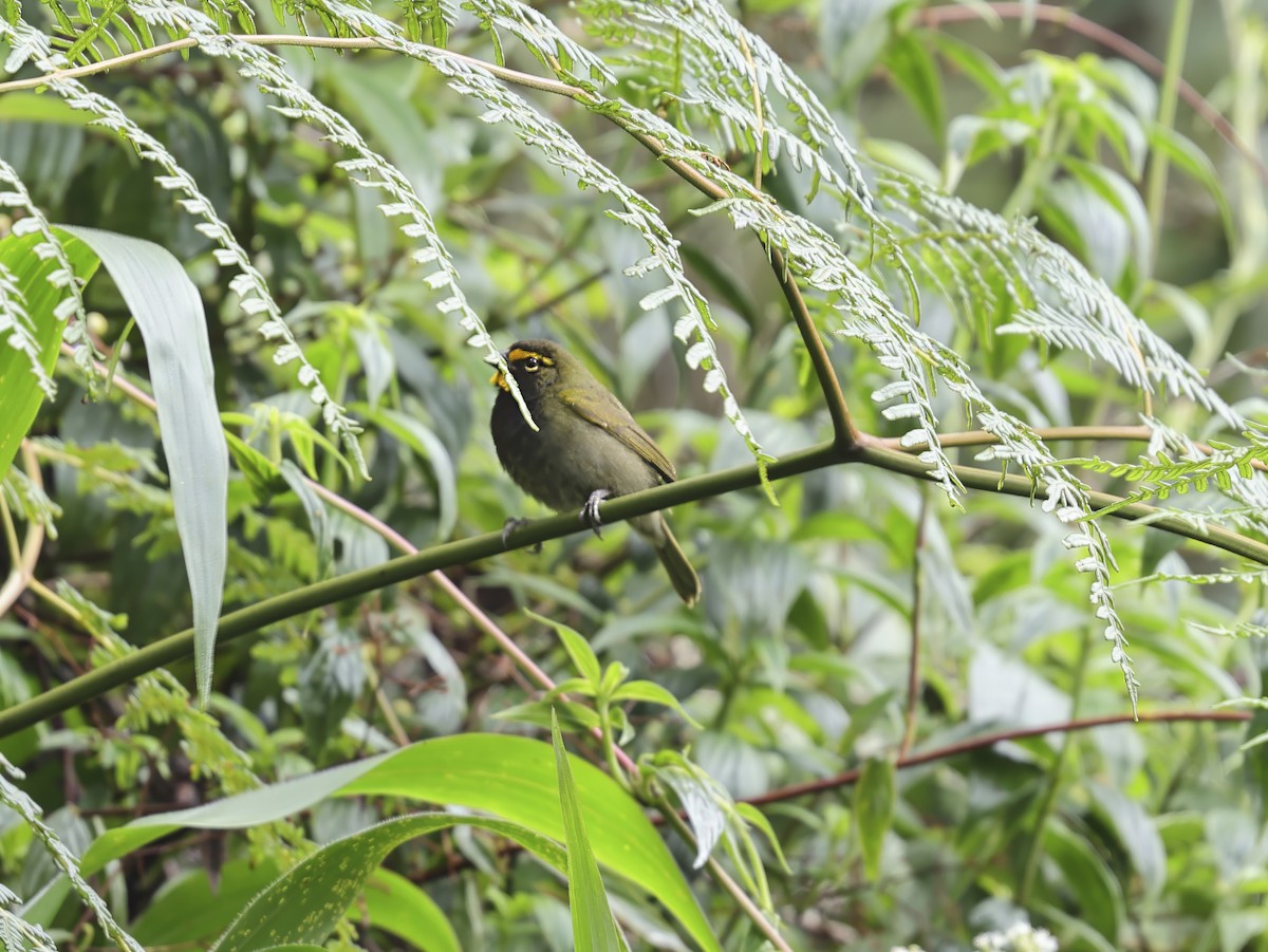 Yellow-faced Grassquit - ML637595178