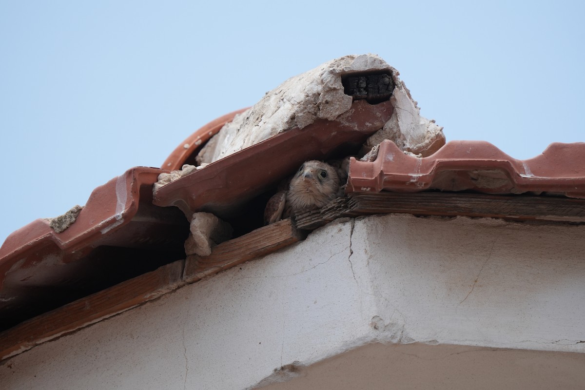 Lesser Kestrel - ML637595197