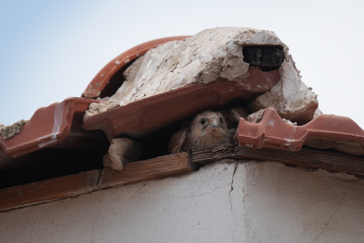 Lesser Kestrel - ML637595198