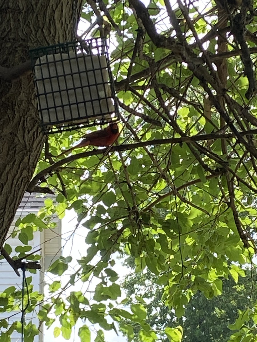 Northern Cardinal - ML637595232