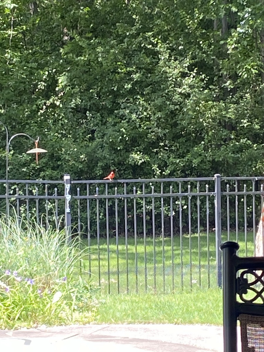 Northern Cardinal - ML637595233