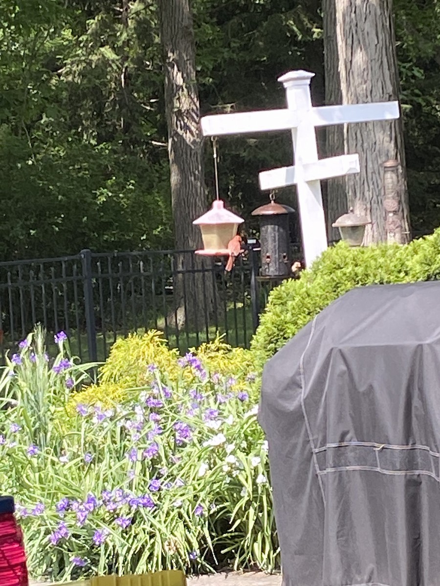 Northern Cardinal - ML637595234