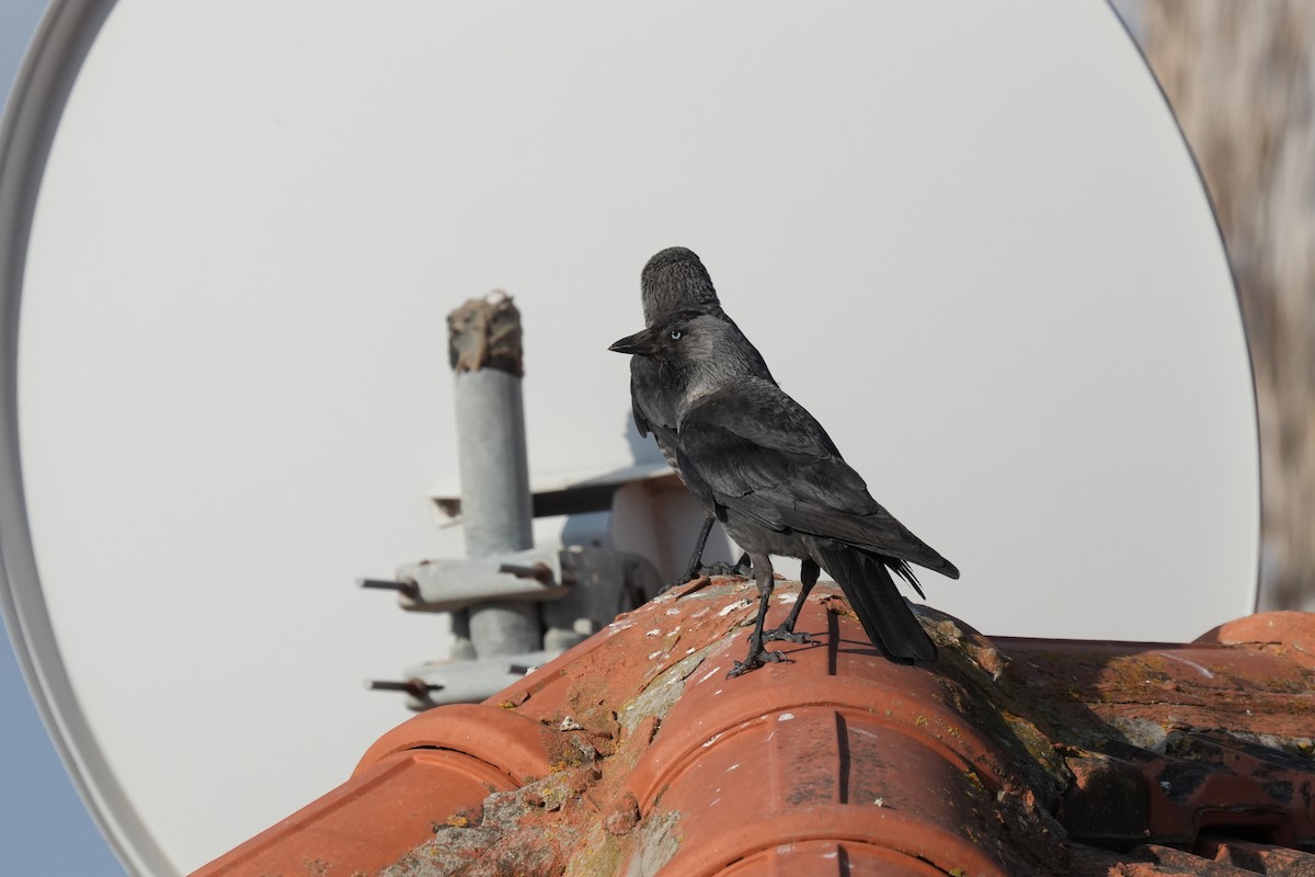 Eurasian Jackdaw - ML637595250