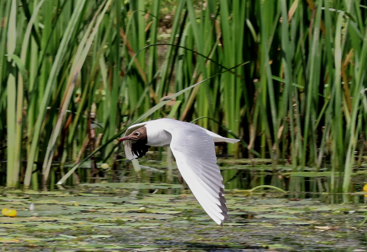 Black-headed Gull - ML637595259