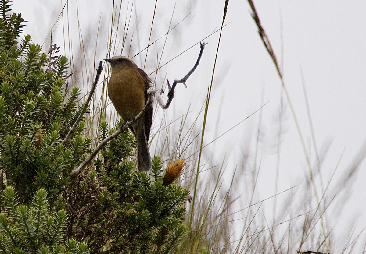 Brown-backed Chat-Tyrant - ML637595324
