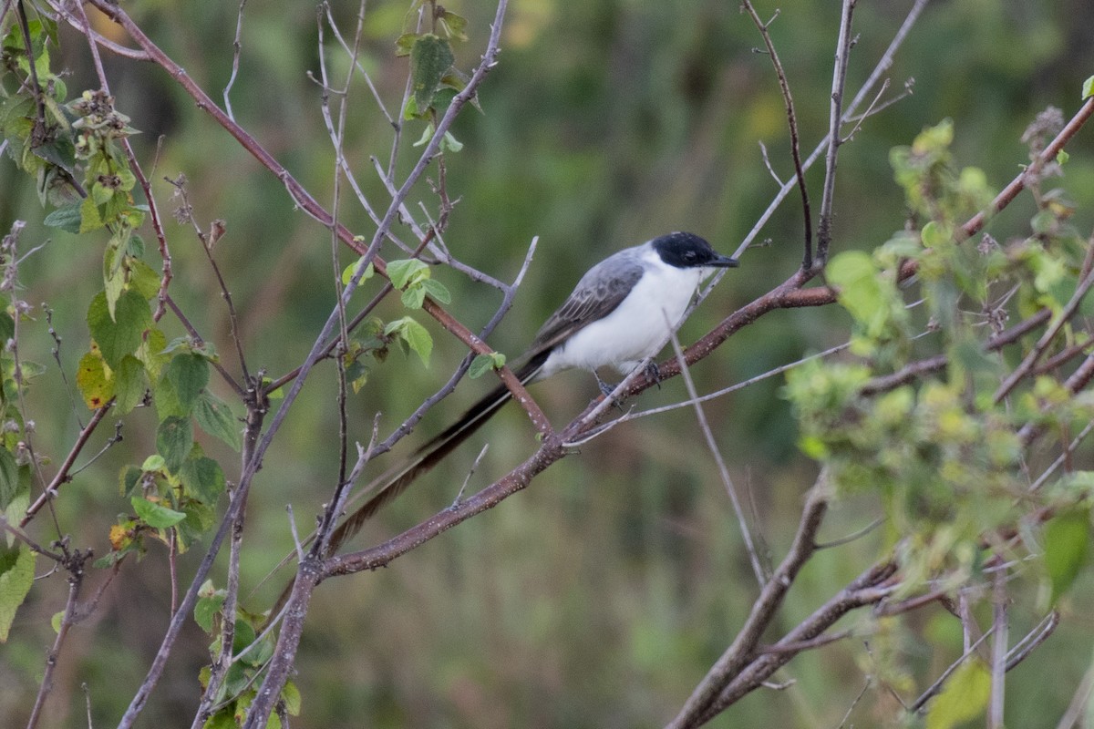 Fork-tailed Flycatcher - ML637595327