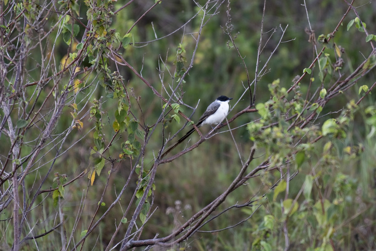 Fork-tailed Flycatcher - ML637595328