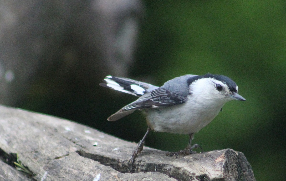 White-breasted Nuthatch - ML637595340