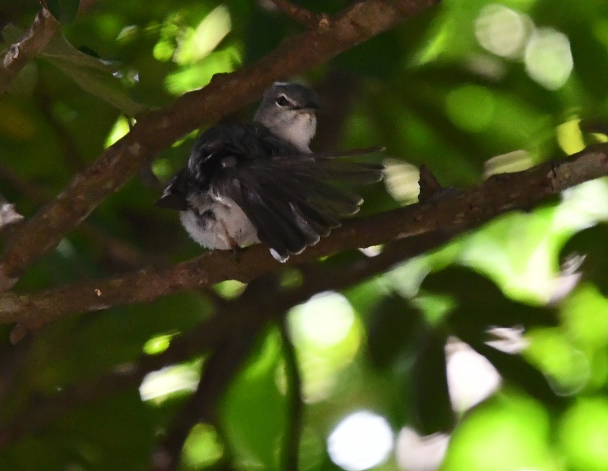 Ashy Flycatcher - ML637595348