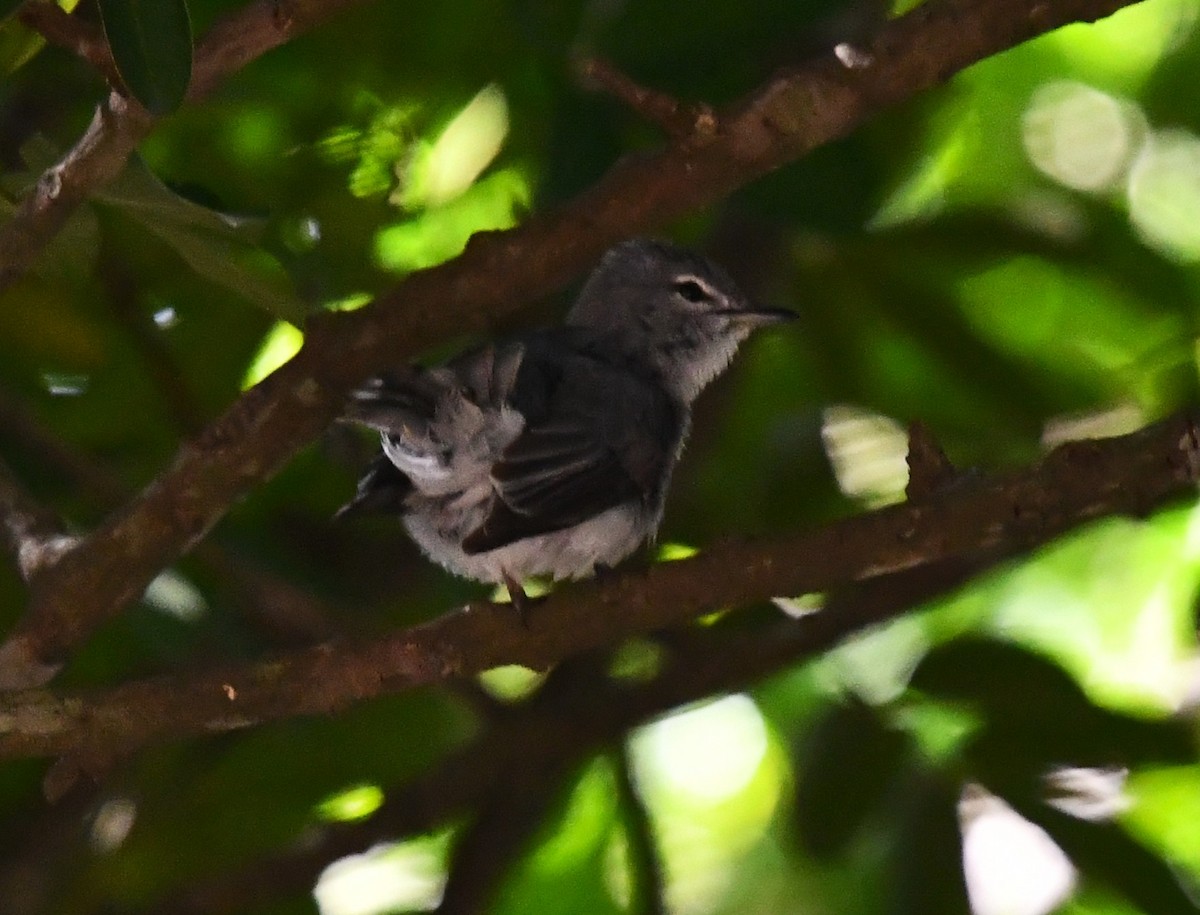 Ashy Flycatcher - ML637595349